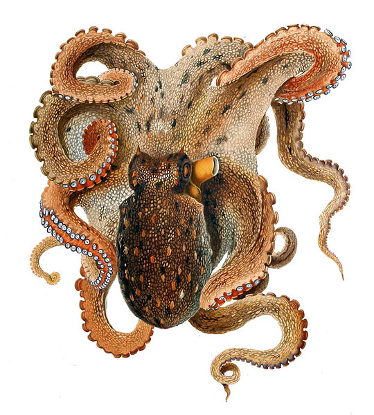 540px-Octopus_vulgaris_Merculiano