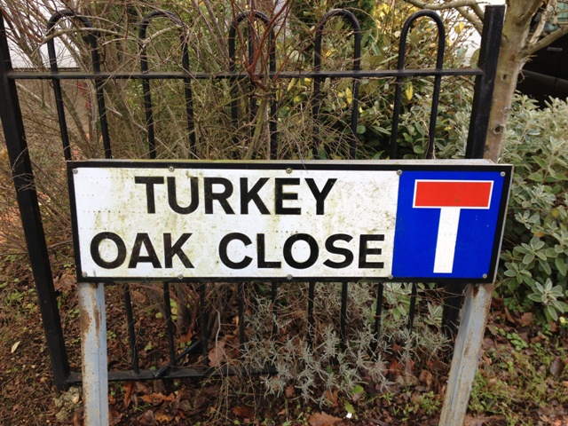 Turkey-oak-close