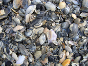 Shells