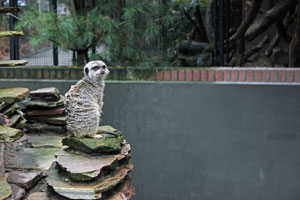Meerkat Artis zoo