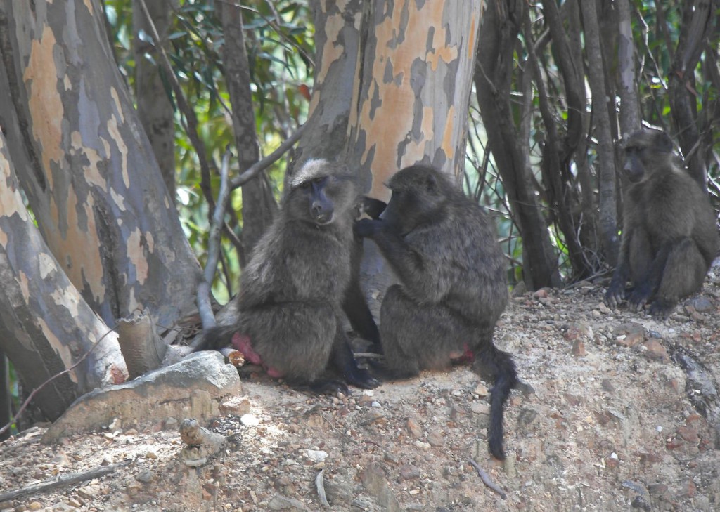 Baboons by the roadside at Franshoek