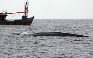 Sri Lanka Blue Whale