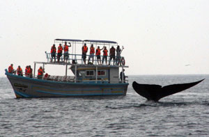 Sri Lanka Blue Whale