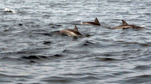 Dolphins Sri Lanka