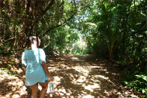 French Guiana rainforest