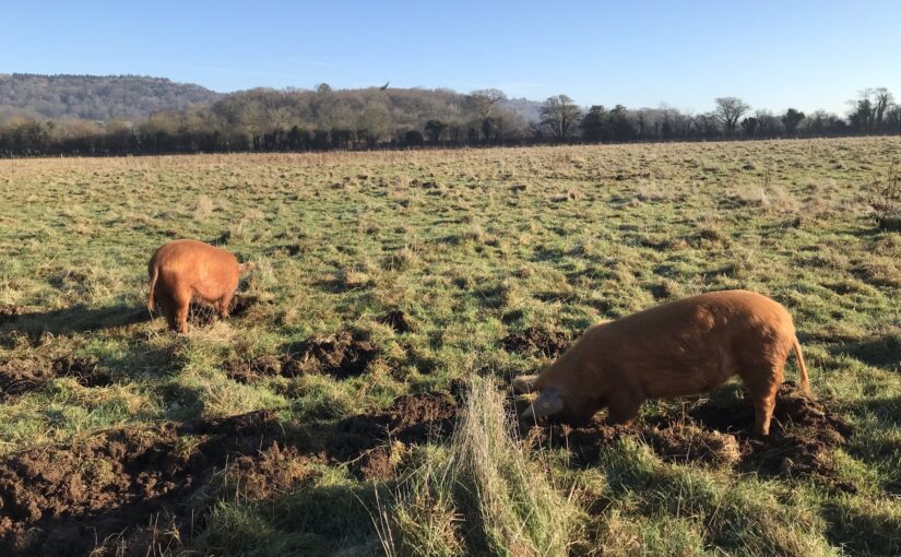 Guest Post: Chantal Lyons Shares the Top 5 Wild Boar rewilding sites in the UK to visit