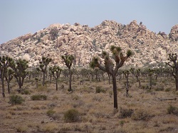 Joshua Tree National Park