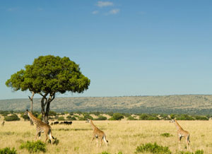 Kenya landscape
