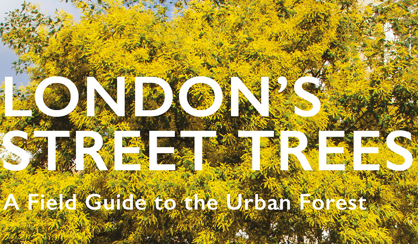 Ten Street Trees to See Near Stanfords
