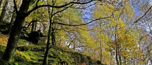 Grizedale Forest