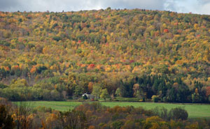 New York State colours