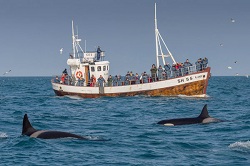 Orca watching