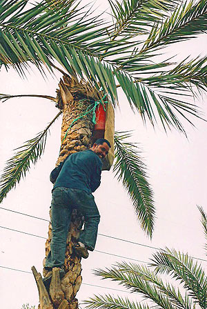 Palmwine - Tunisia 2006