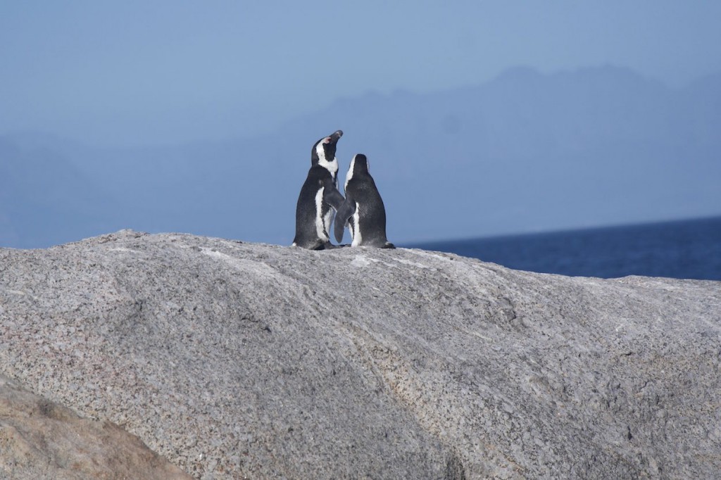 Penguins at Boulder Bay