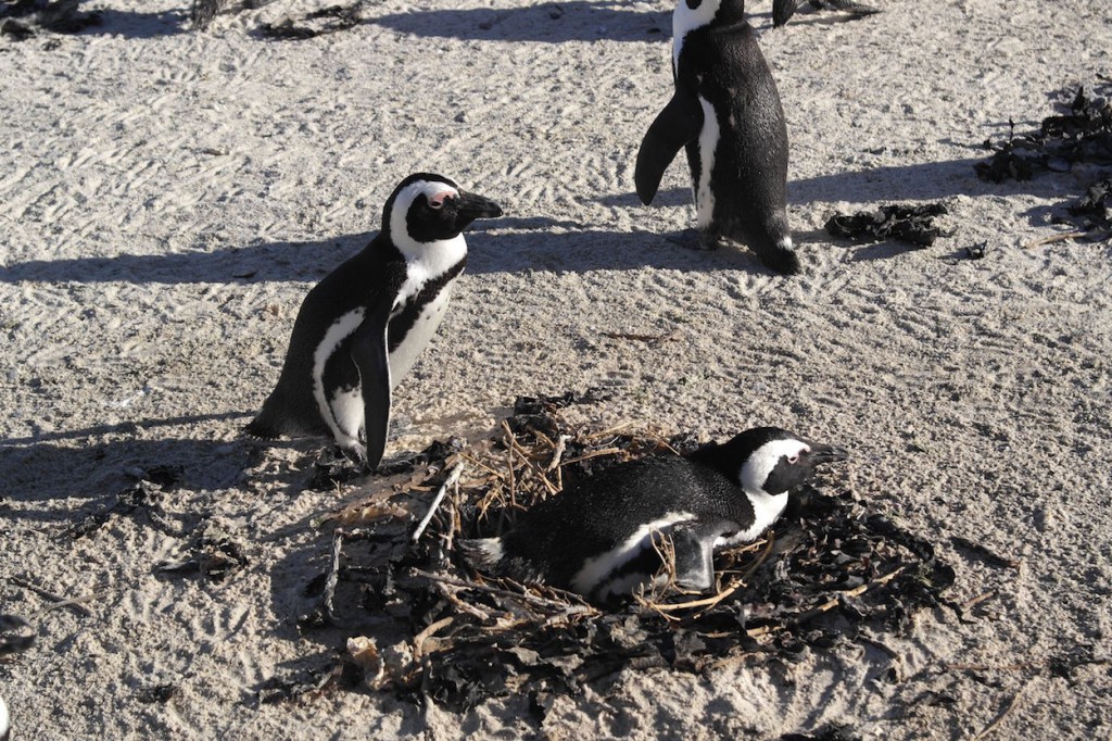 Penguins at Boulder Bay