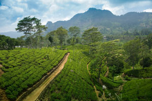 Sri Lanka tea