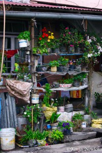 Tiny Darjeeling garden