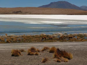 Vicunas