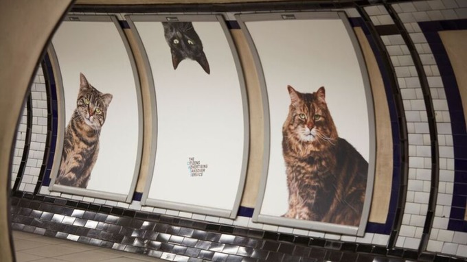 cats