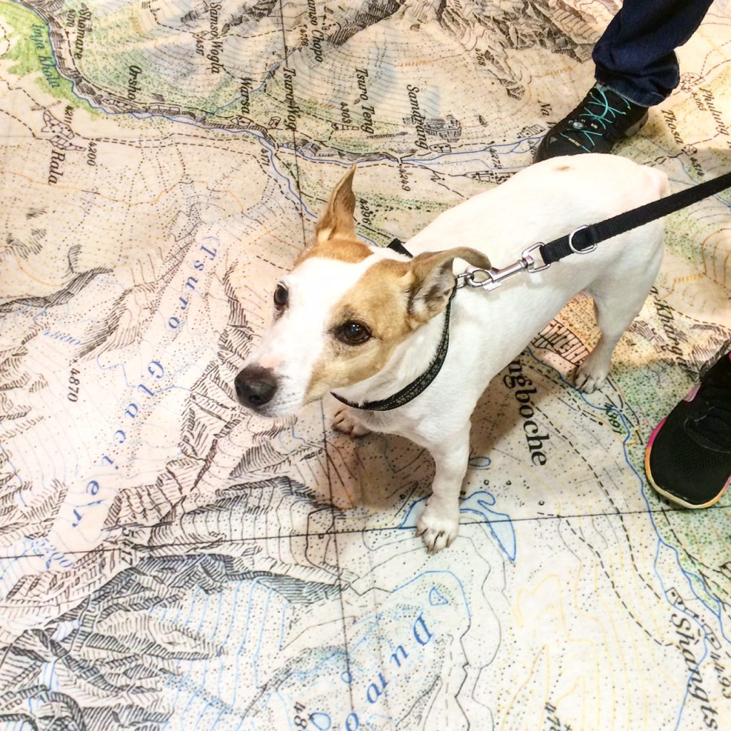 Pepe, one of our many canine customers