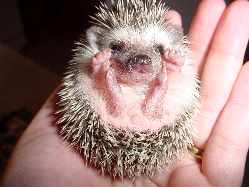 hedgehog