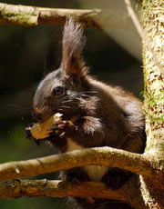 Black Squirrel