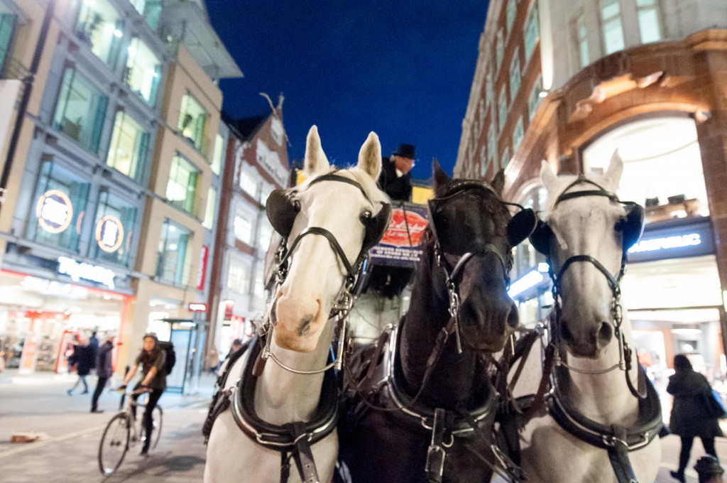 wefrickinLOVEhorses! (5 of 5)